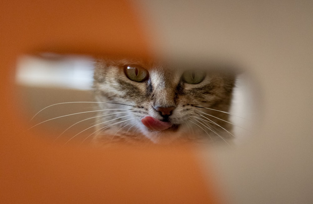 a cat looking through a hole in a door