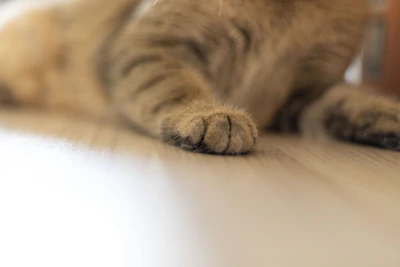 Close-up of a cat's paws resting gently on a wooden floor next to a bowl of food.