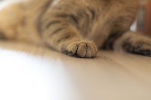 A detailed shot of a kitten’s paw resting gently on a wooden floor.
