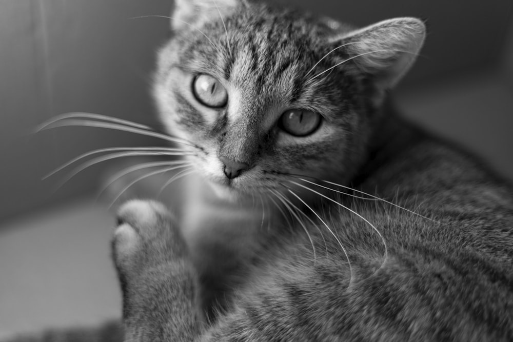 a black and white photo of a cat