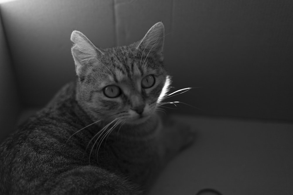 a black and white photo of a cat in a box