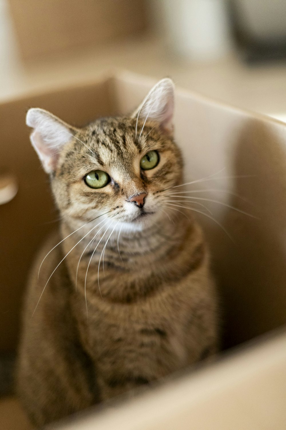 a cat sitting in a box looking at the camera