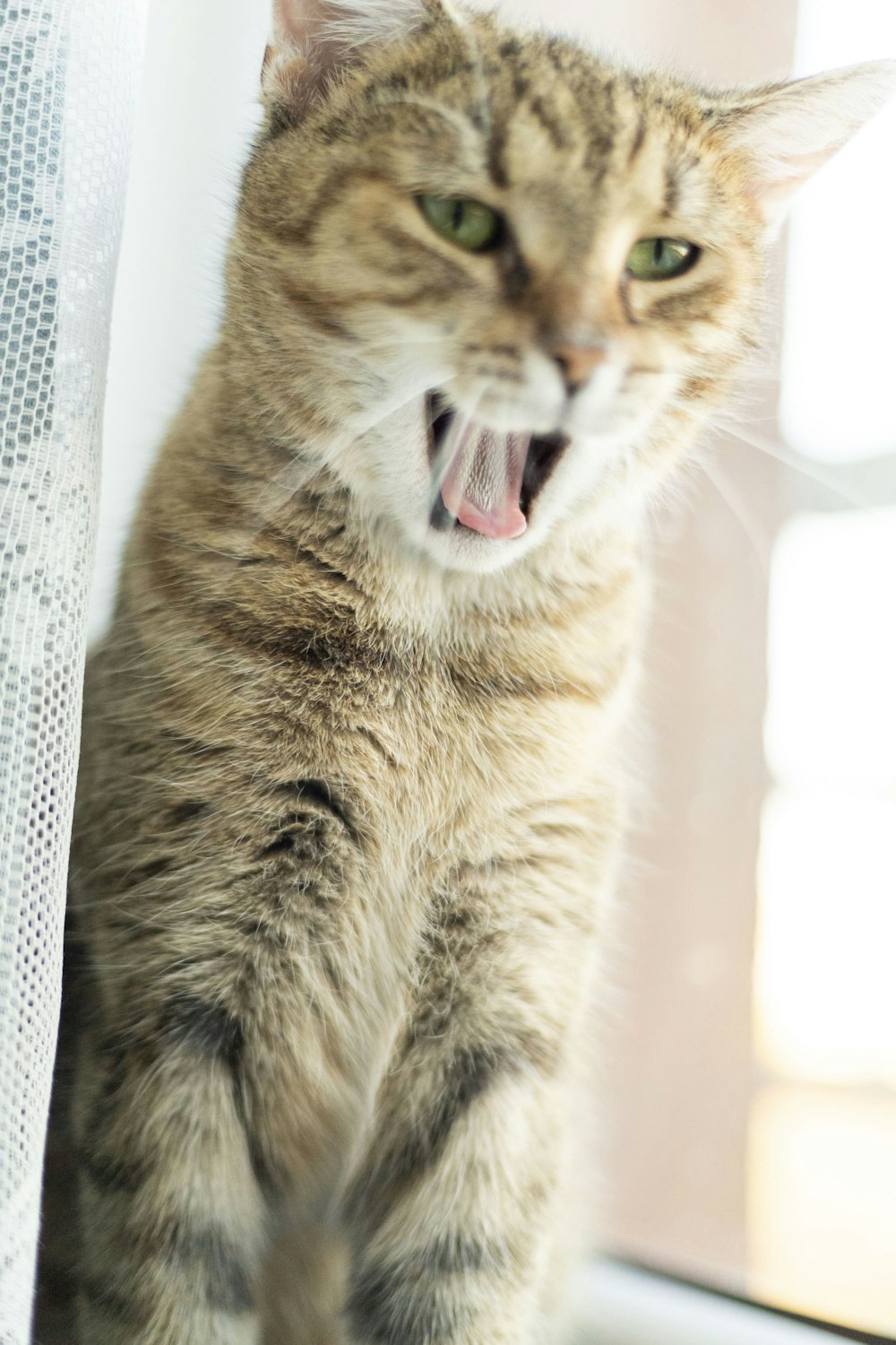 a cat with it's mouth open standing next to a window