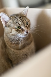 A tabby cat with green eyes sits inside a cardboard box, looking slightly to the side. The cat's fur has a distinct pattern, and its ears are perked up, suggesting attentiveness.