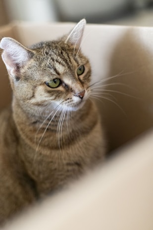 A tabby cat with green eyes sits inside a cardboard box, looking slightly to the side. The cat's fur has a distinct pattern, and its ears are perked up, suggesting attentiveness.