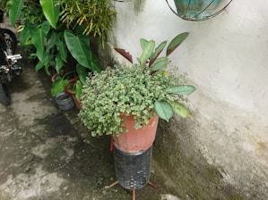 A potted plant placed on a tall stand is surrounded by various green leafy plants. The plant pot has a red hue and is positioned against a white textured wall. Lush foliage is visible in the background, creating a natural and tranquil setting.