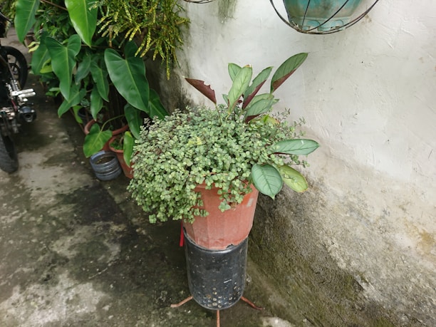 A potted plant placed on a tall stand is surrounded by various green leafy plants. The plant pot has a red hue and is positioned against a white textured wall. Lush foliage is visible in the background, creating a natural and tranquil setting.