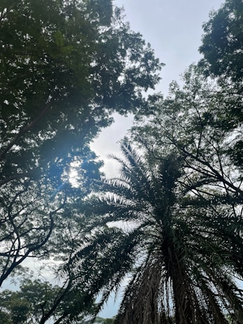 A serene view of the Paraná rainforest with sunlight filtering through the tall iliex paraguayensis trees.