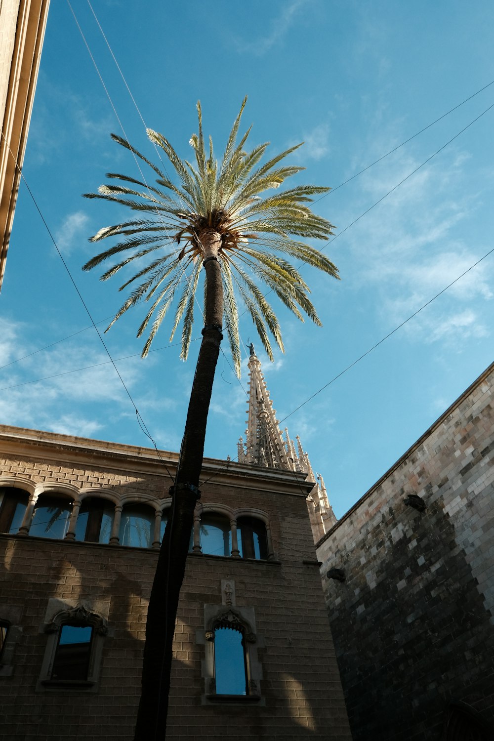 a tall palm tree in front of a building