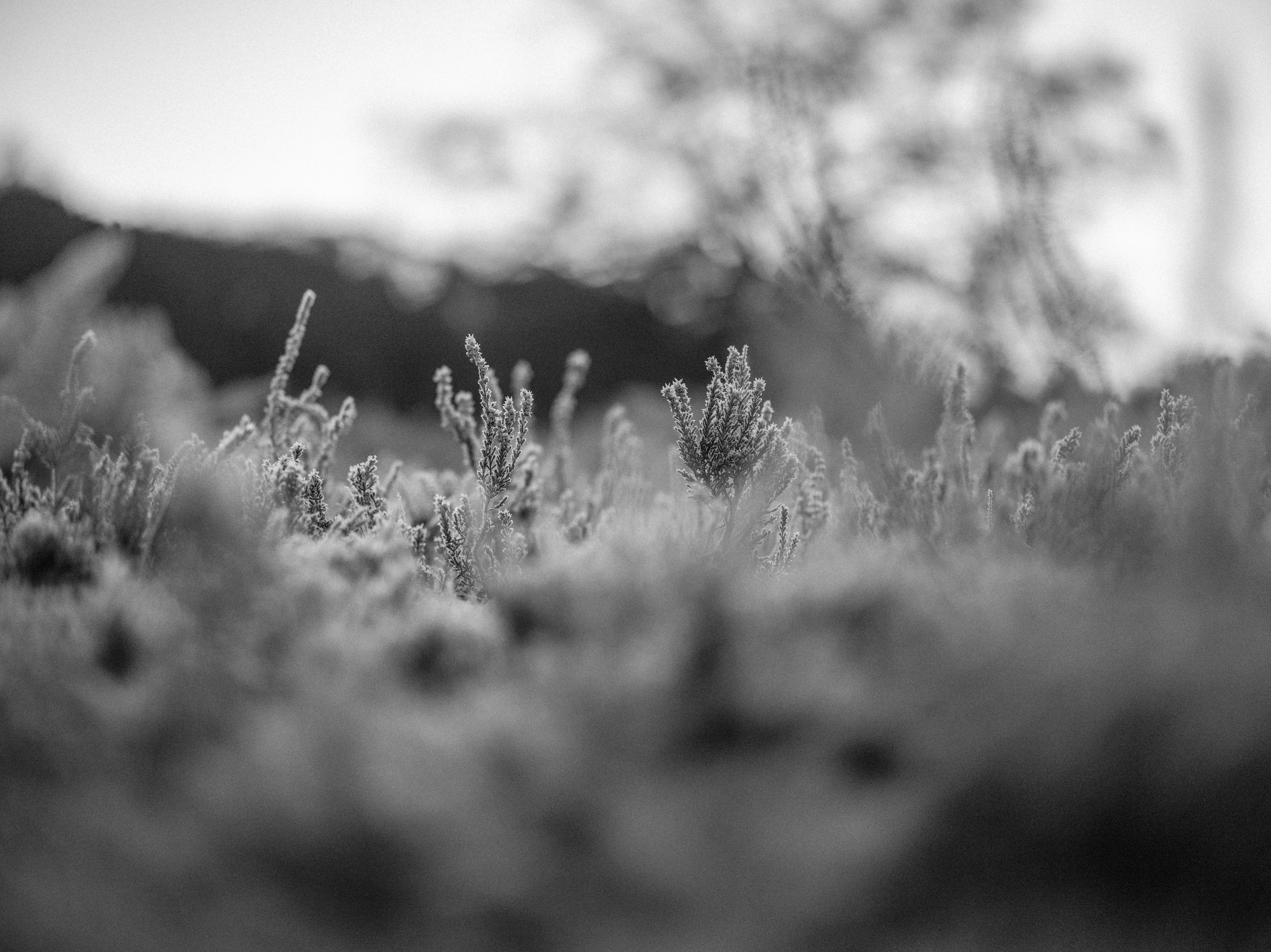 Photo by anniespratt