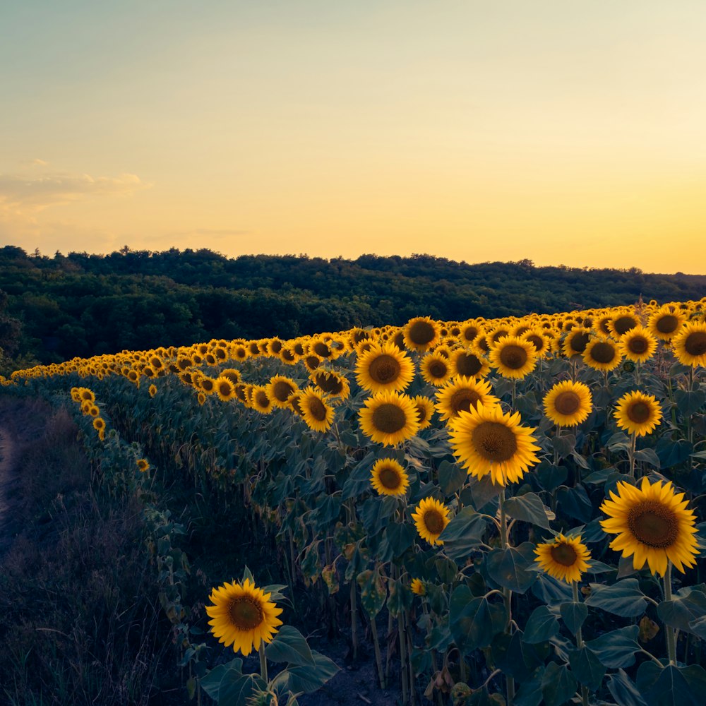 a field of sunflowers with a sunset in the background