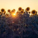 A vibrant field of sunflowers with golden petals stands basking in the warm glow of the setting sun. The sun casts a beautiful light that filters through the flower heads, illuminating them from behind, while the leaves and stems are cast into shadow.
