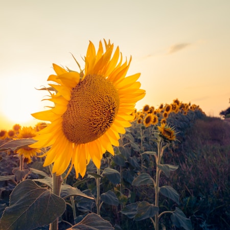 A close-up of a large sunflower head is prominently displayed, with a field of sunflowers stretching into the distance. The sky is clear with a warm, golden sunset casting a gentle light over the scene. The greenery and yellow petals create a vibrant contrast, enhancing the beauty of the natural landscape.