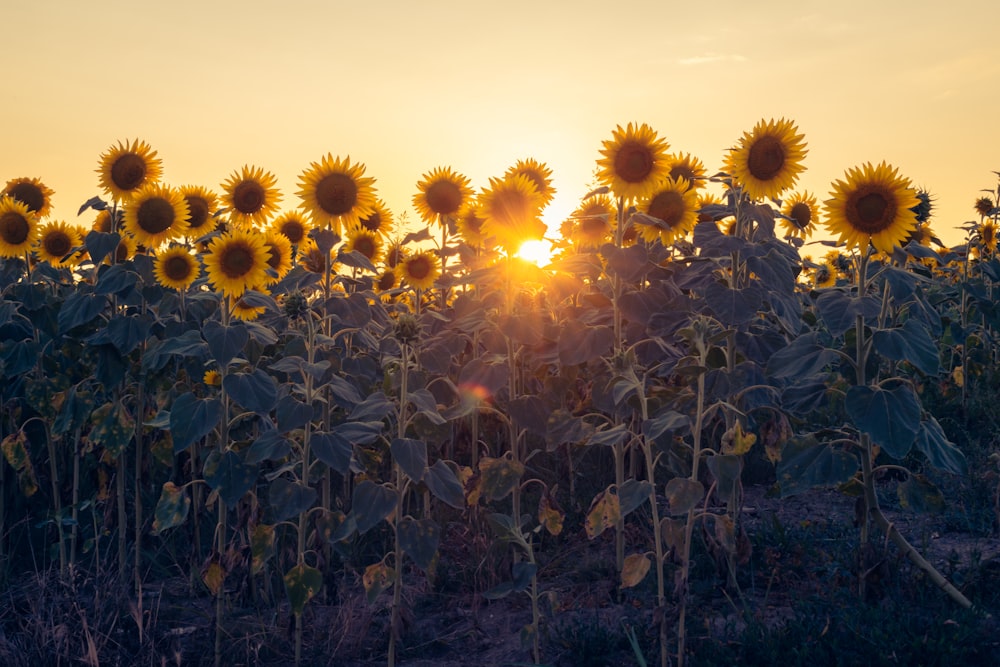 a field of sunflowers with the sun setting in the background