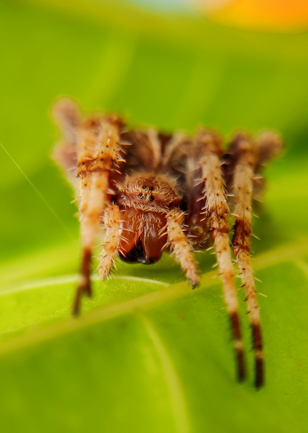 a close up of a spider on a leaf