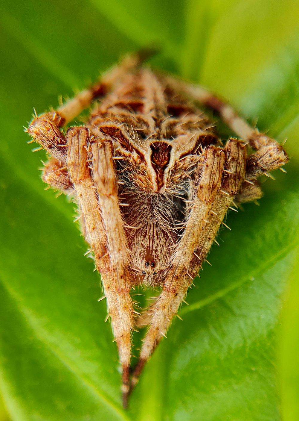 a close up of a spider on a leaf