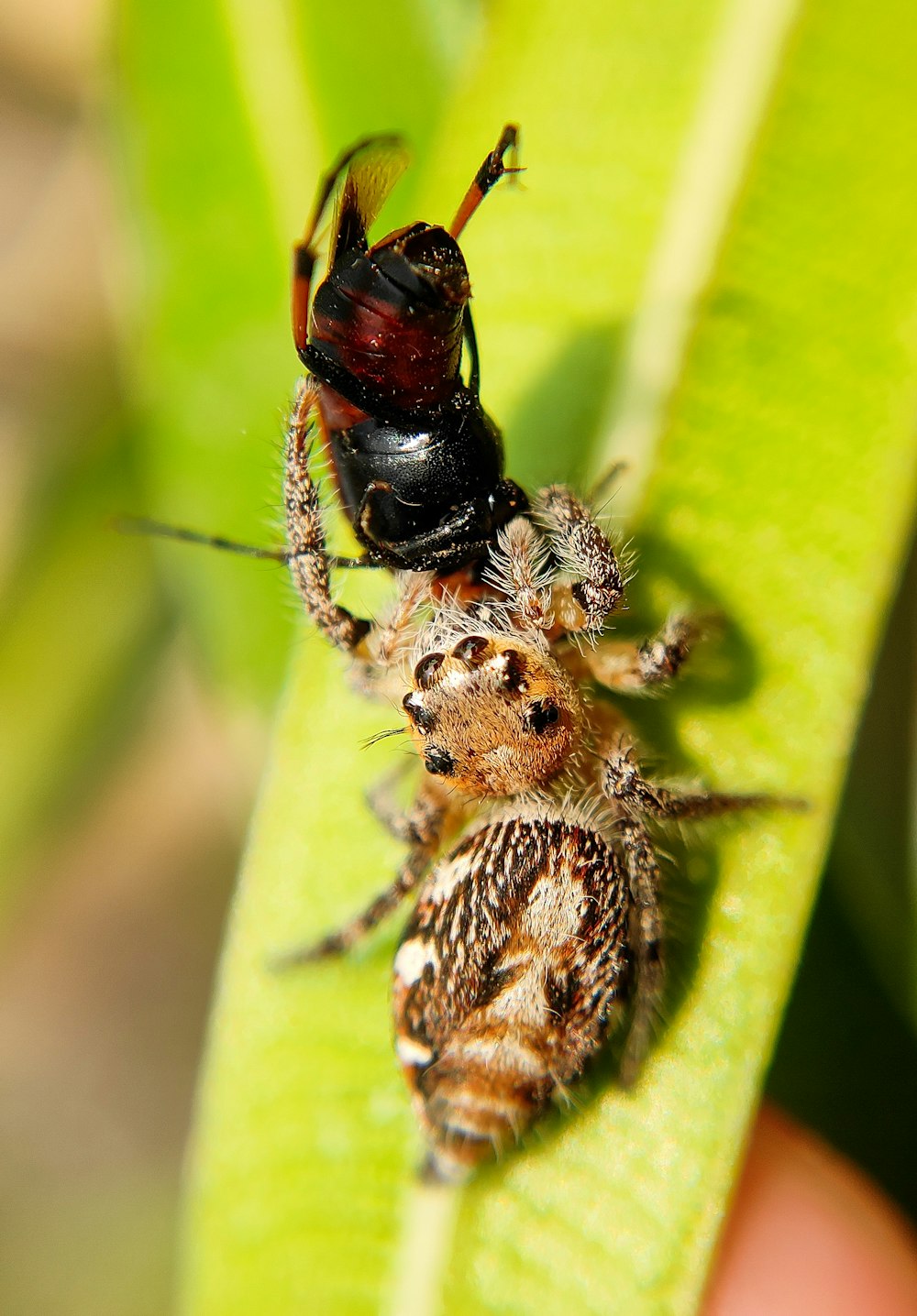 a close up of a spider on a leaf