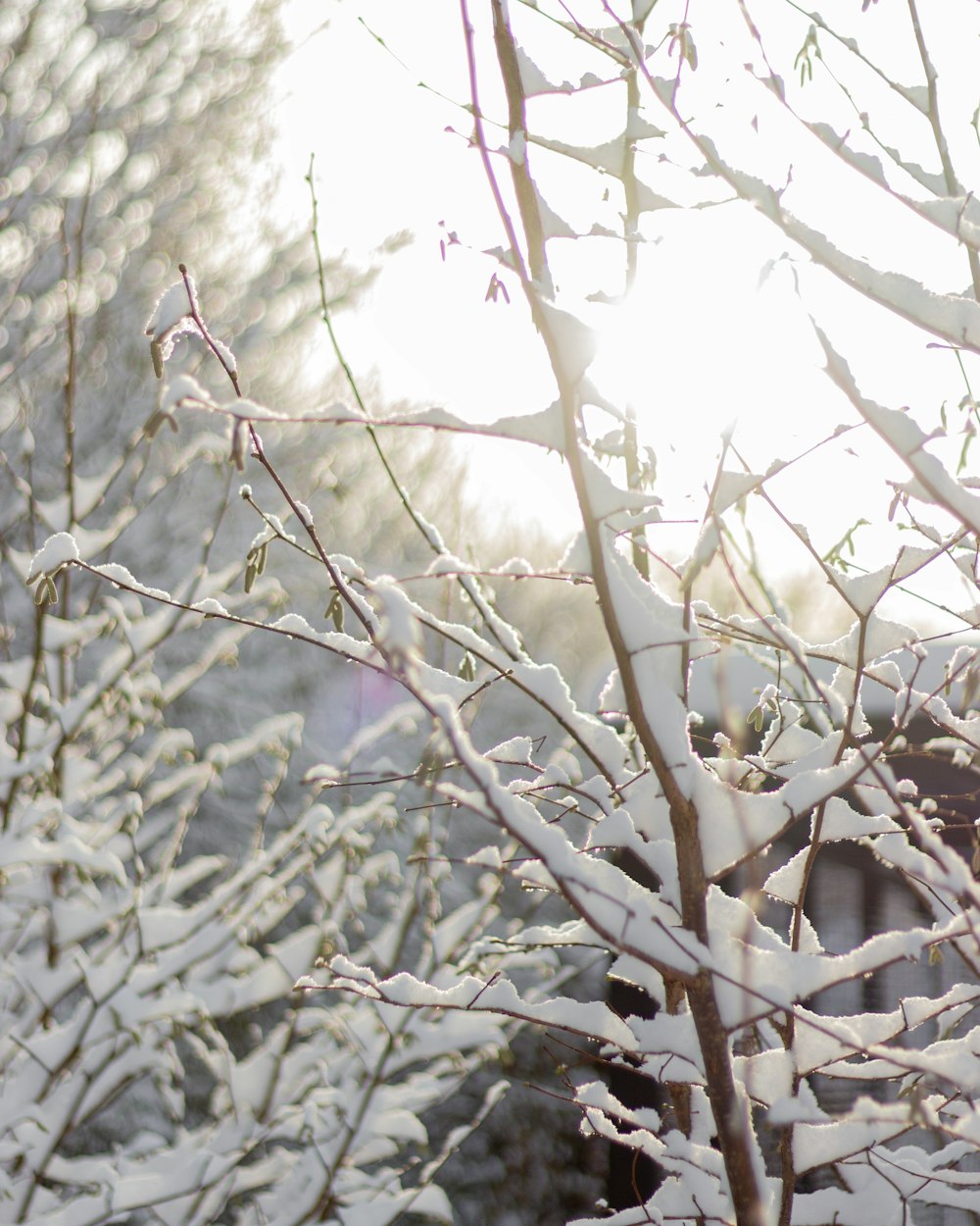 a tree covered in snow next to a fence