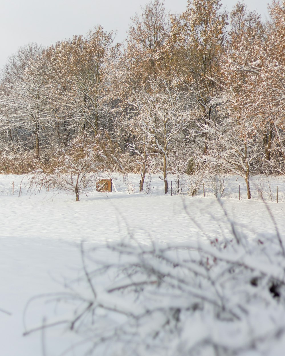 a snow covered field with trees in the background