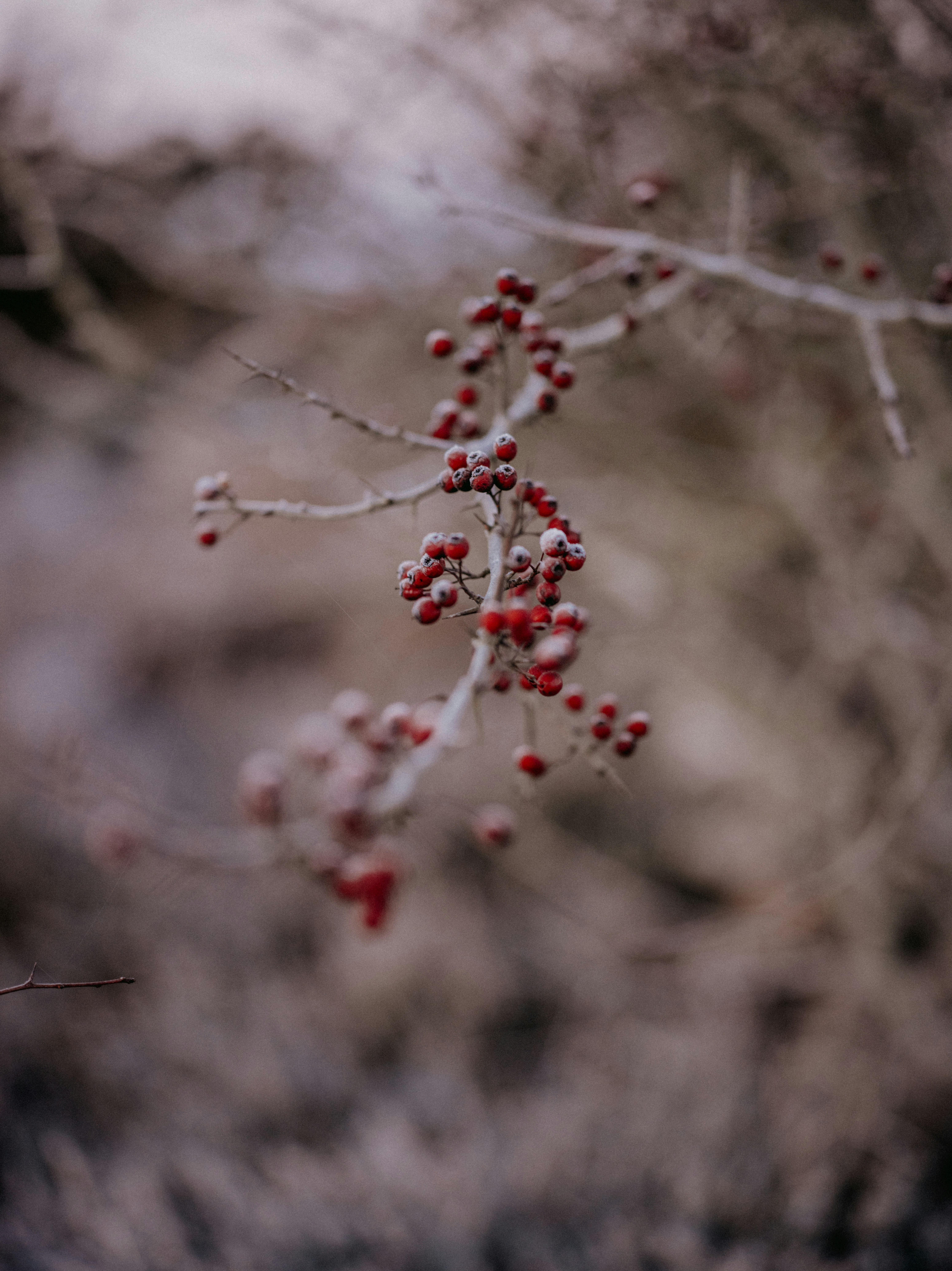 a branch with red berries hanging from it