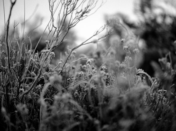 A close-up of local flora and fauna in their natural habitat.