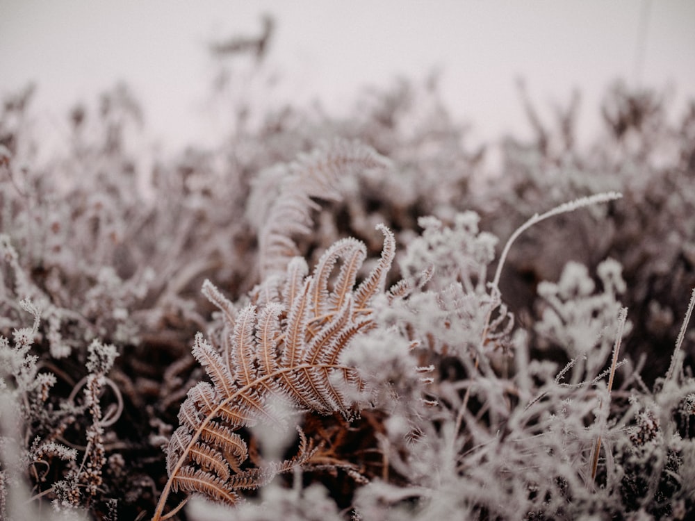 a close up of a plant with frost on it