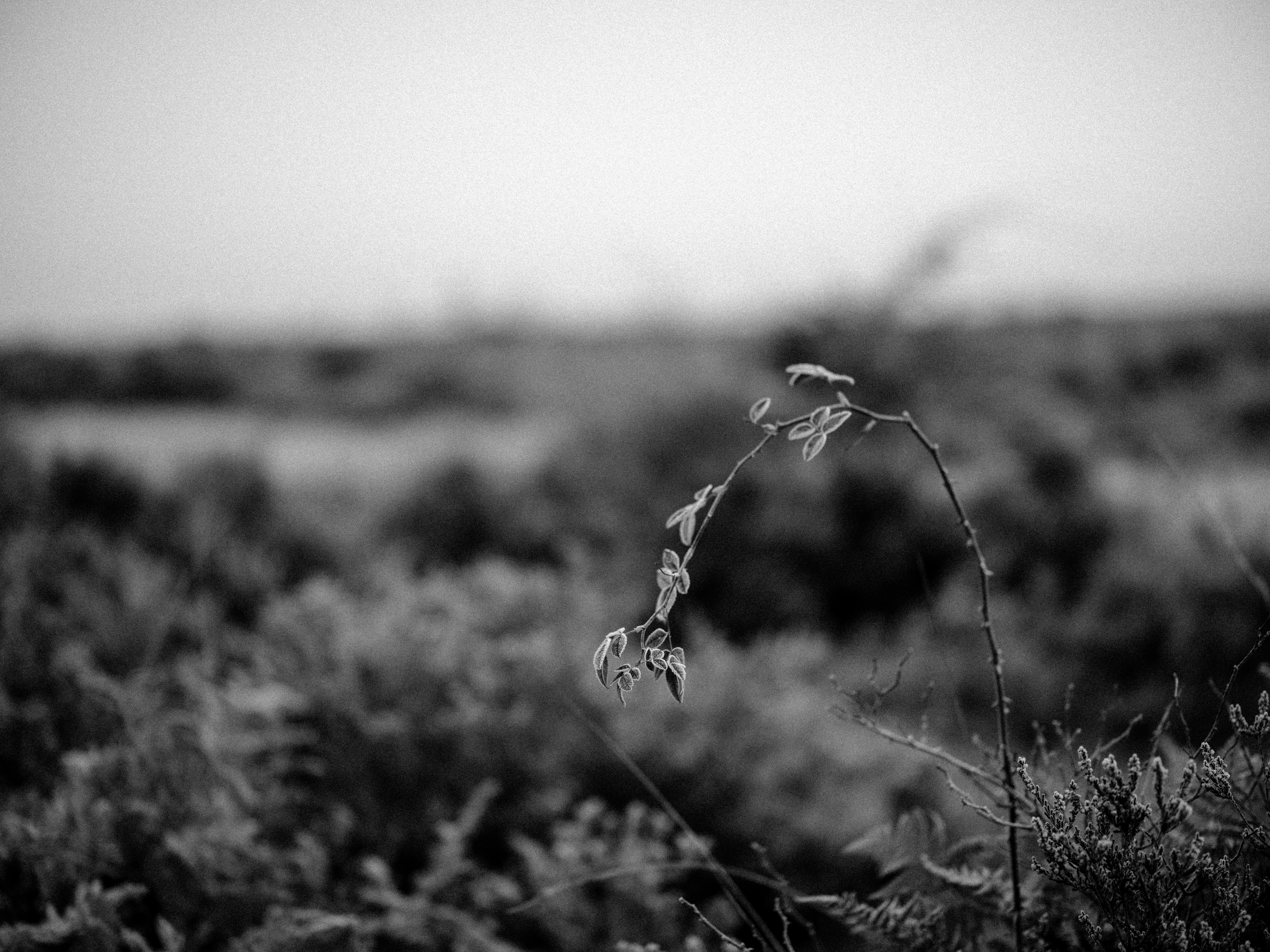 Photo by anniespratt