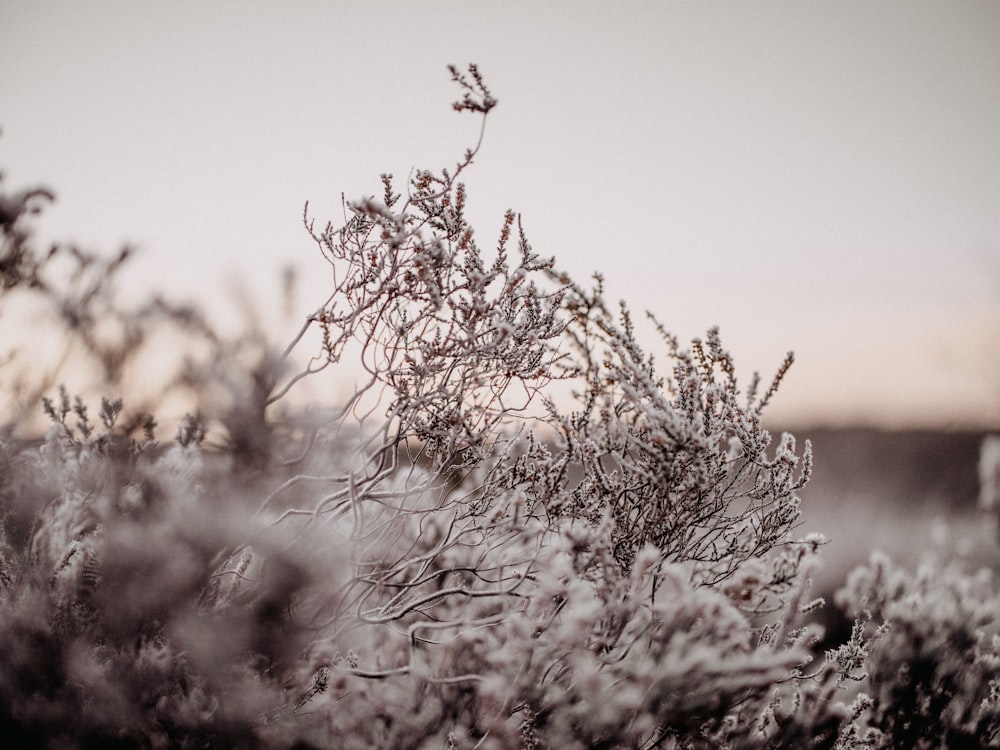 a bush covered in frost on a sunny day
