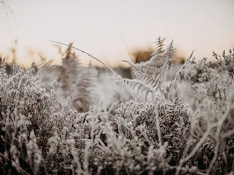 Close-up of frost-covered native plants swaying gently in the southern wind.