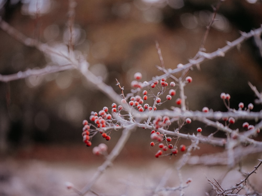 a close up of a tree with berries on it