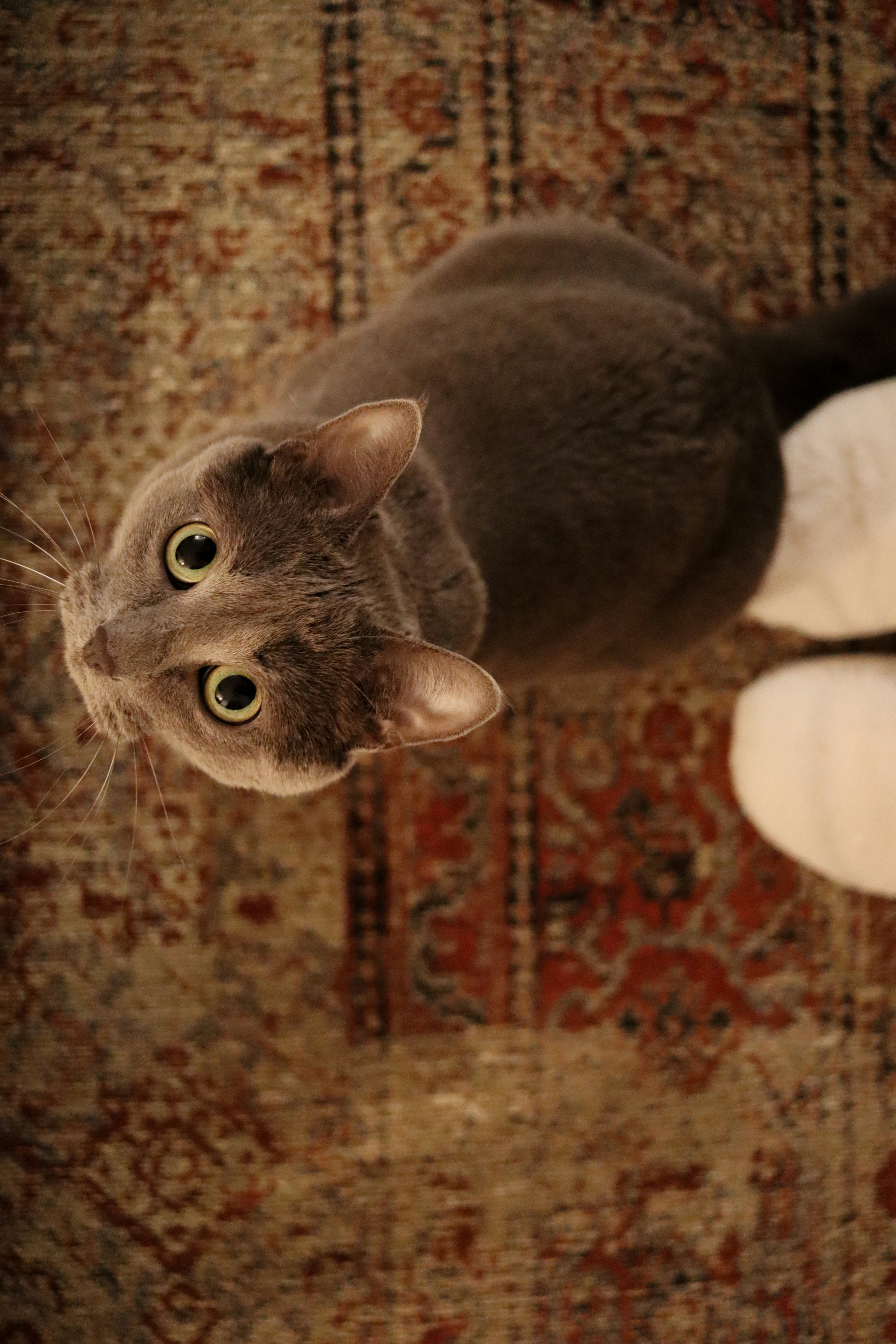 a cat is looking up at the camera