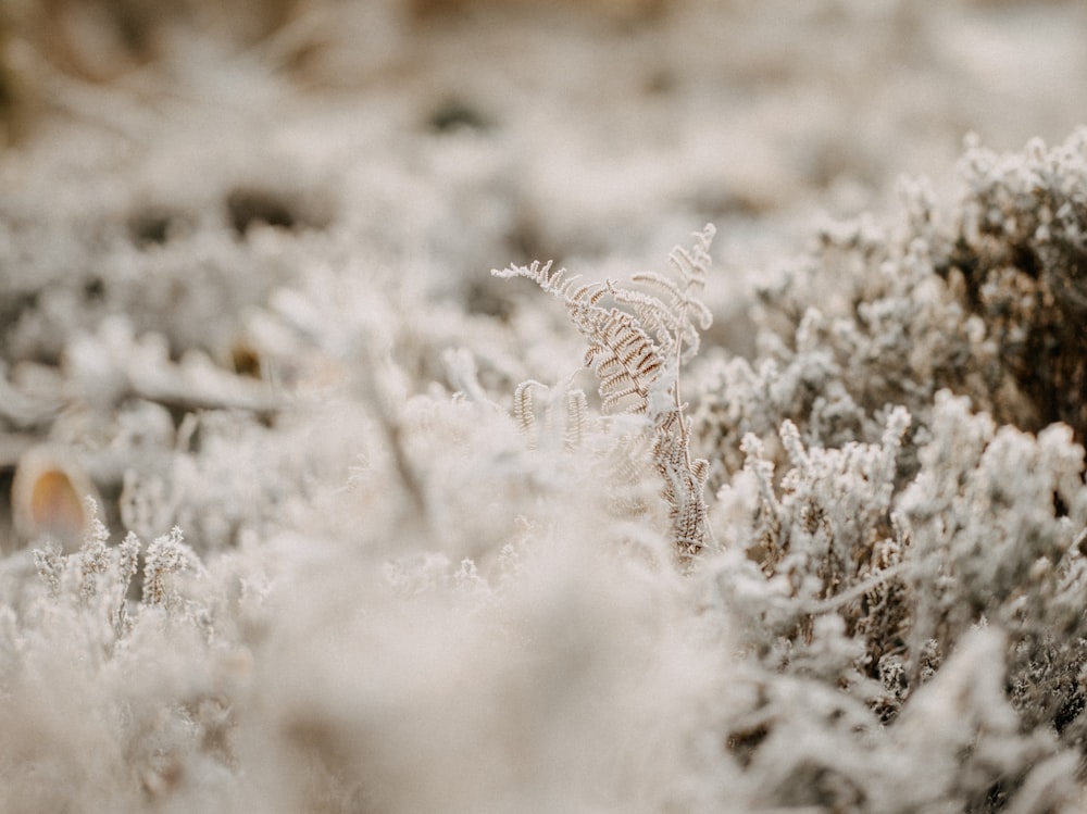 a close up of a plant covered in snow