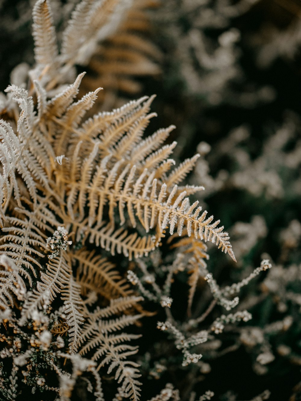 a close up of a plant with frost on it