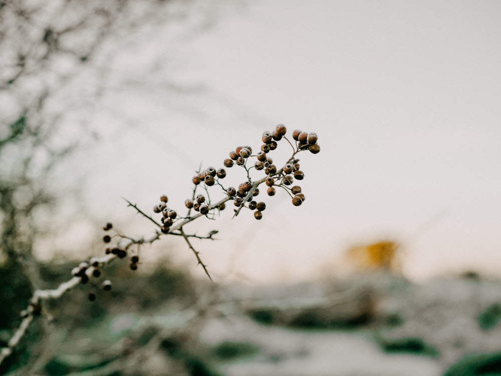 a close up of a plant with small flowers