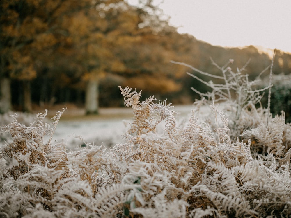 a bunch of frosty plants in a field