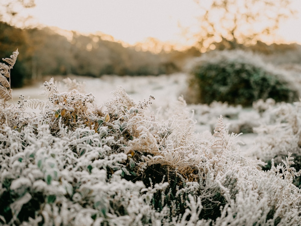 a field covered in frost next to a forest