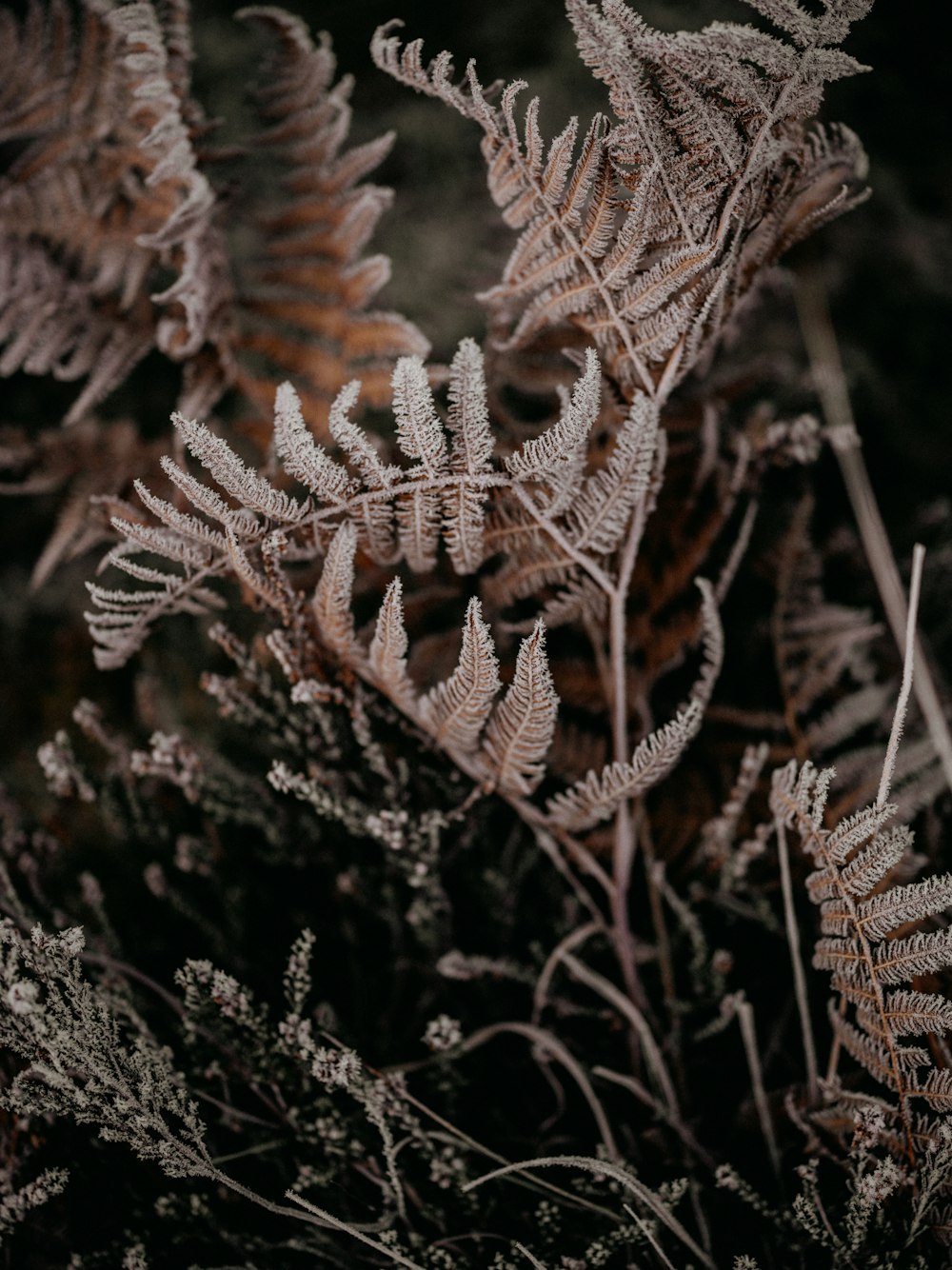 a close up of a plant with lots of leaves