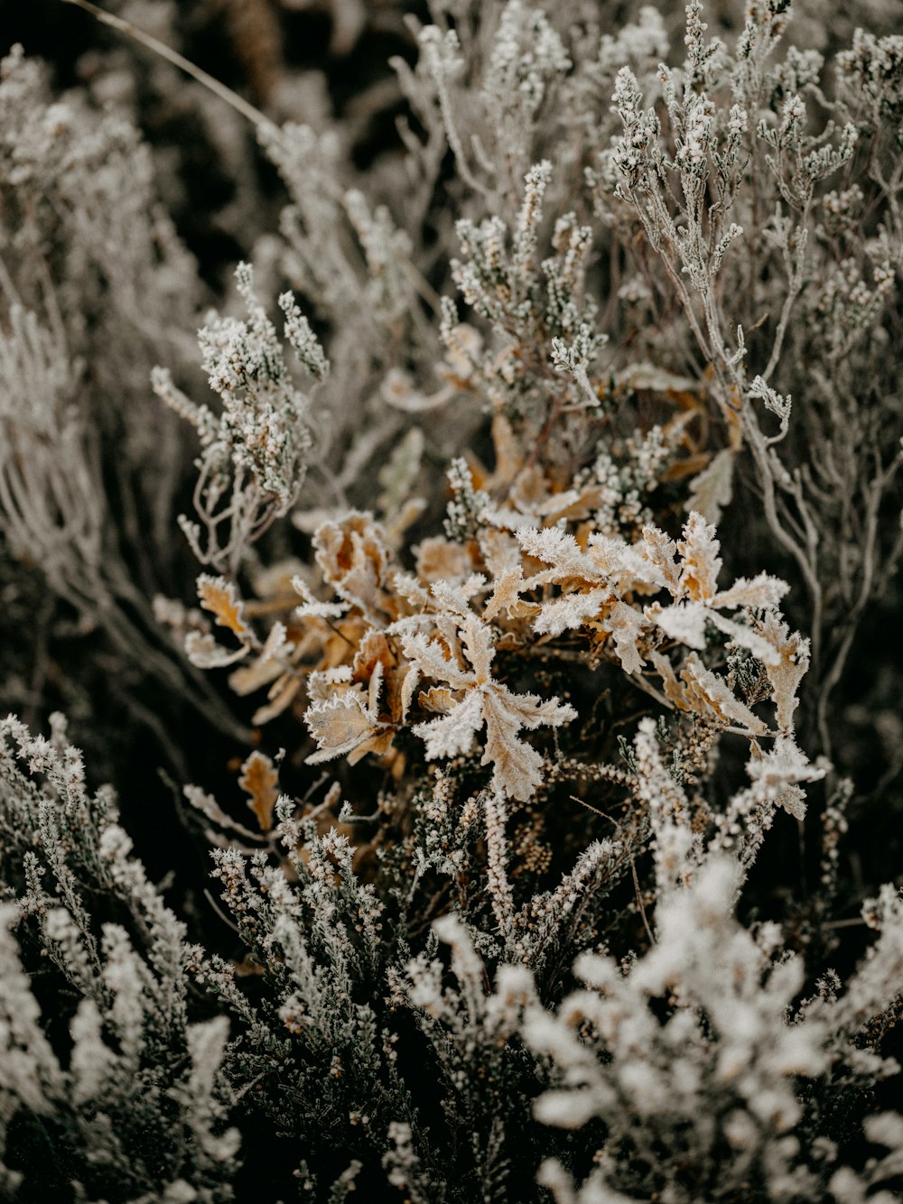 a close up of a plant with frost on it