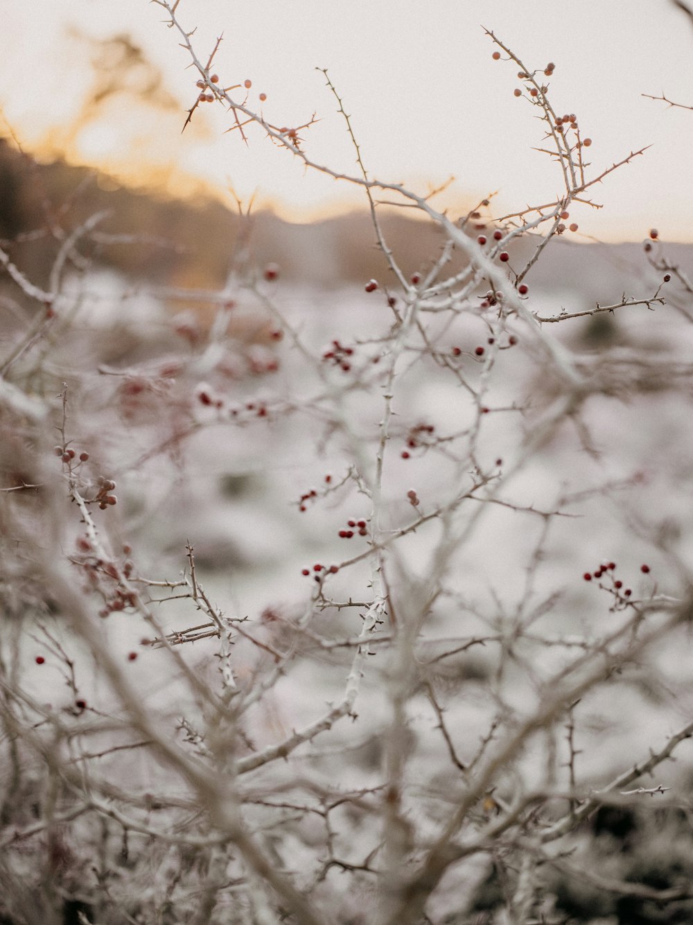 a bush with red berries on it in the snow