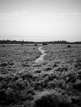 a black and white photo of a path in a field