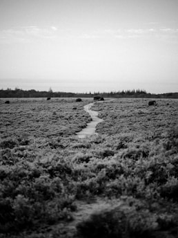a black and white photo of a path in a field