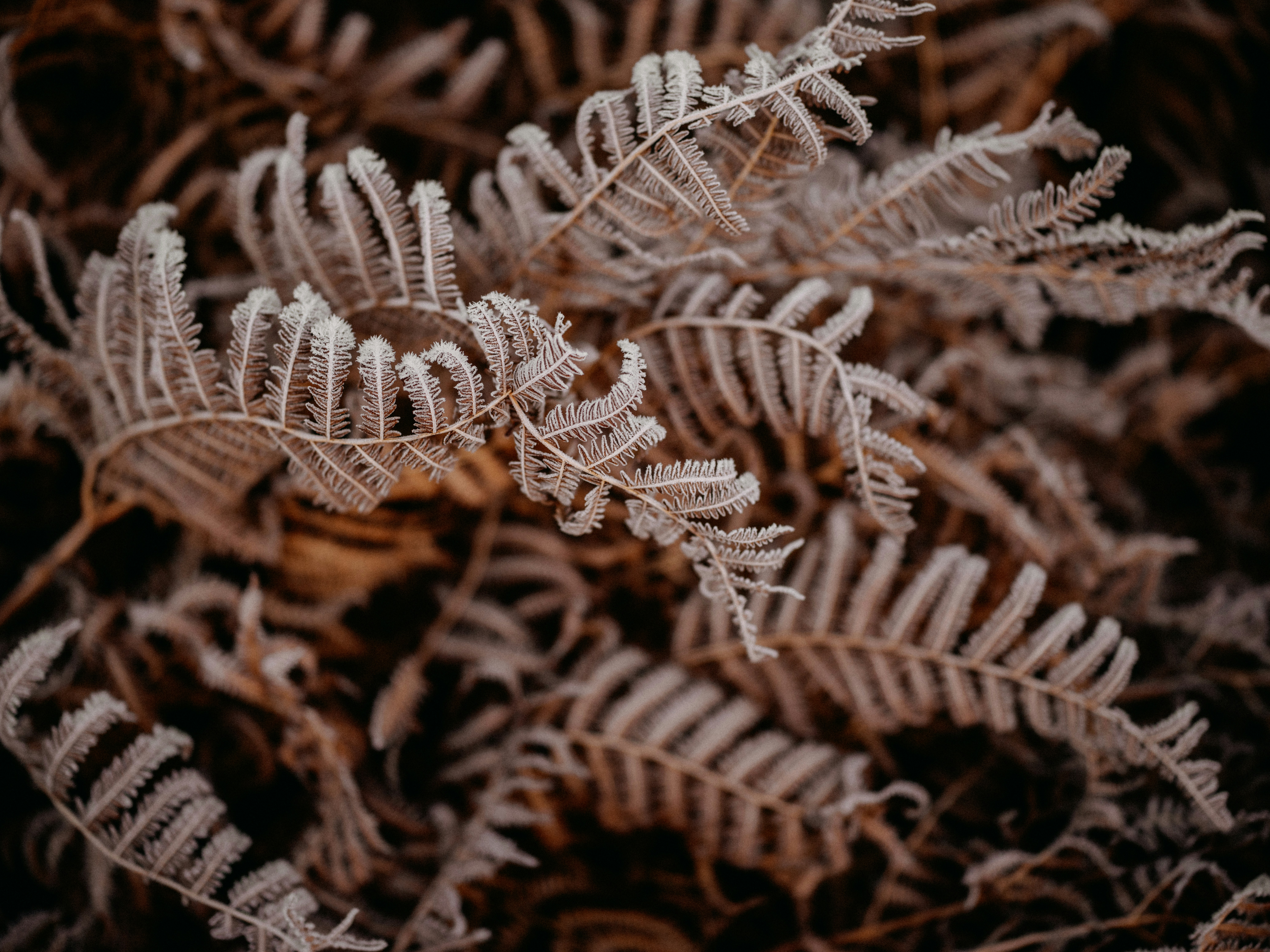 Photo by anniespratt