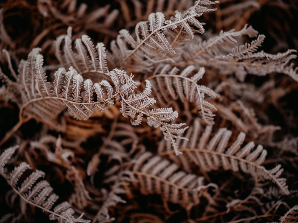 a close up of a plant with frost on it