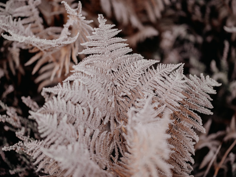 a close up of a plant with frost on it