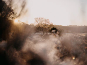 A serene landscape photograph with soft natural light and muted tones.
