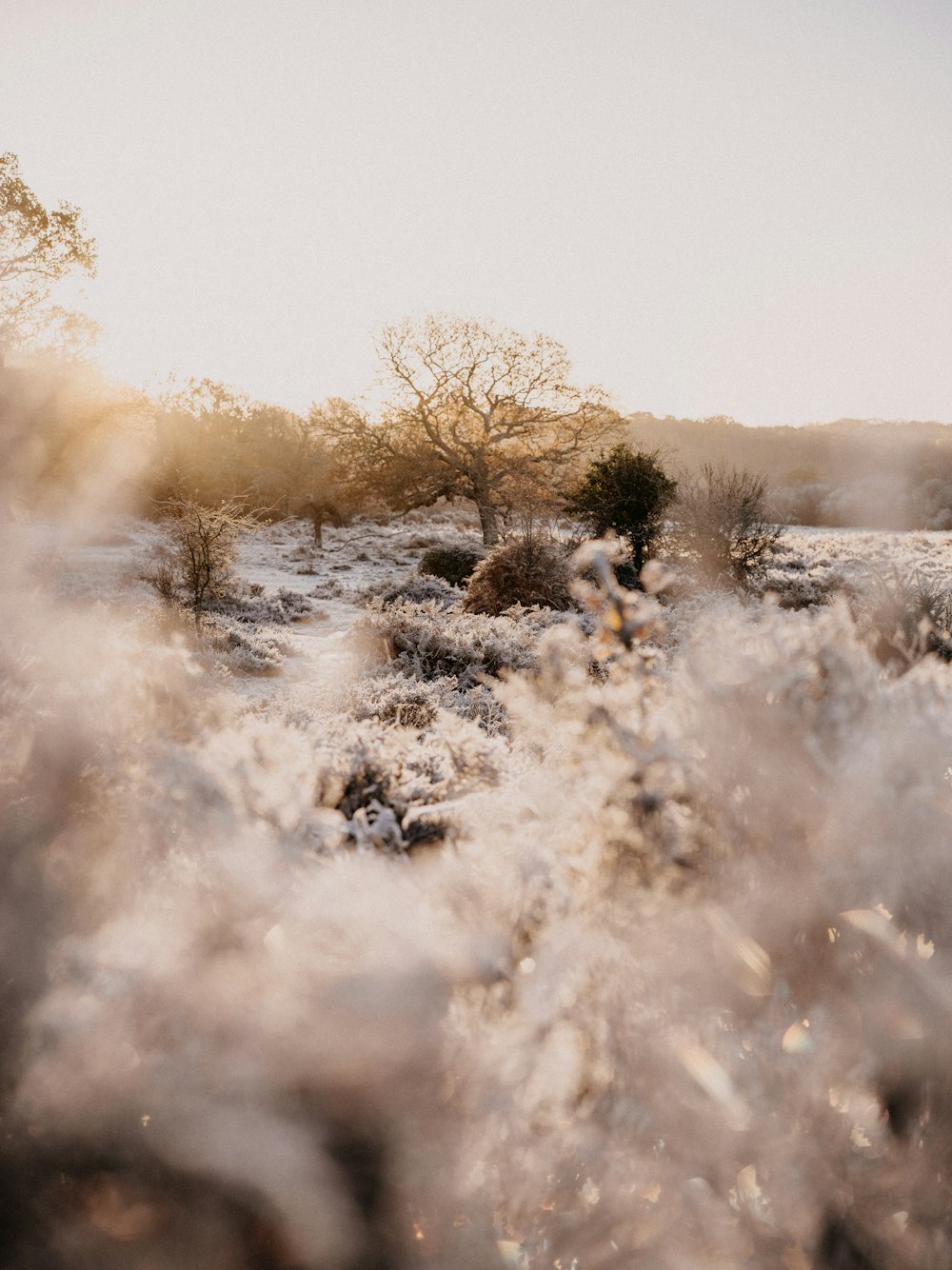 a field covered in snow with trees in the background