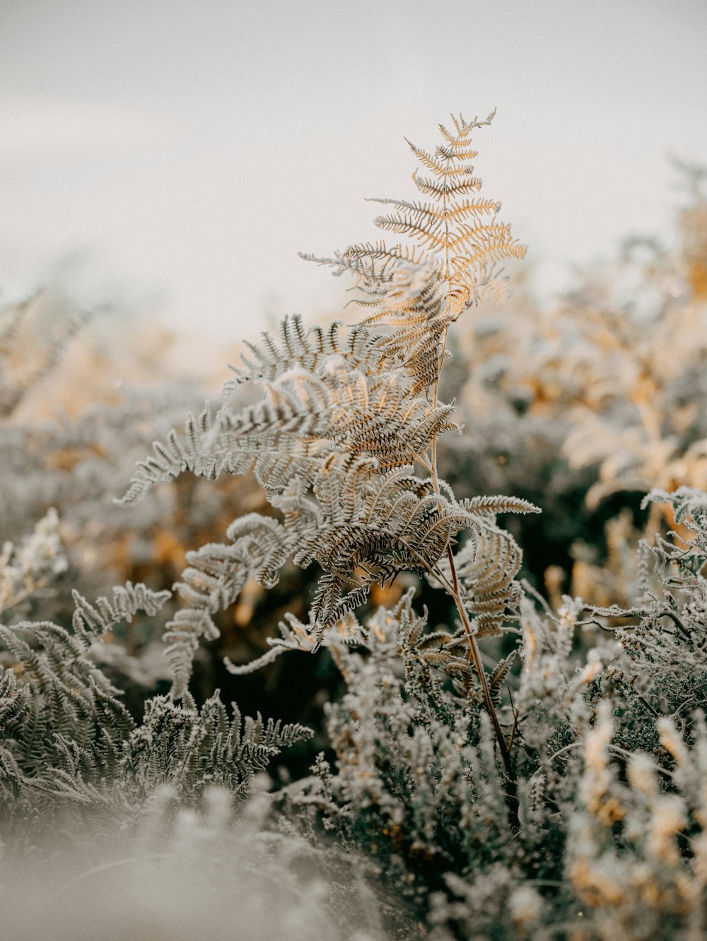 a close up of a plant with frost on it