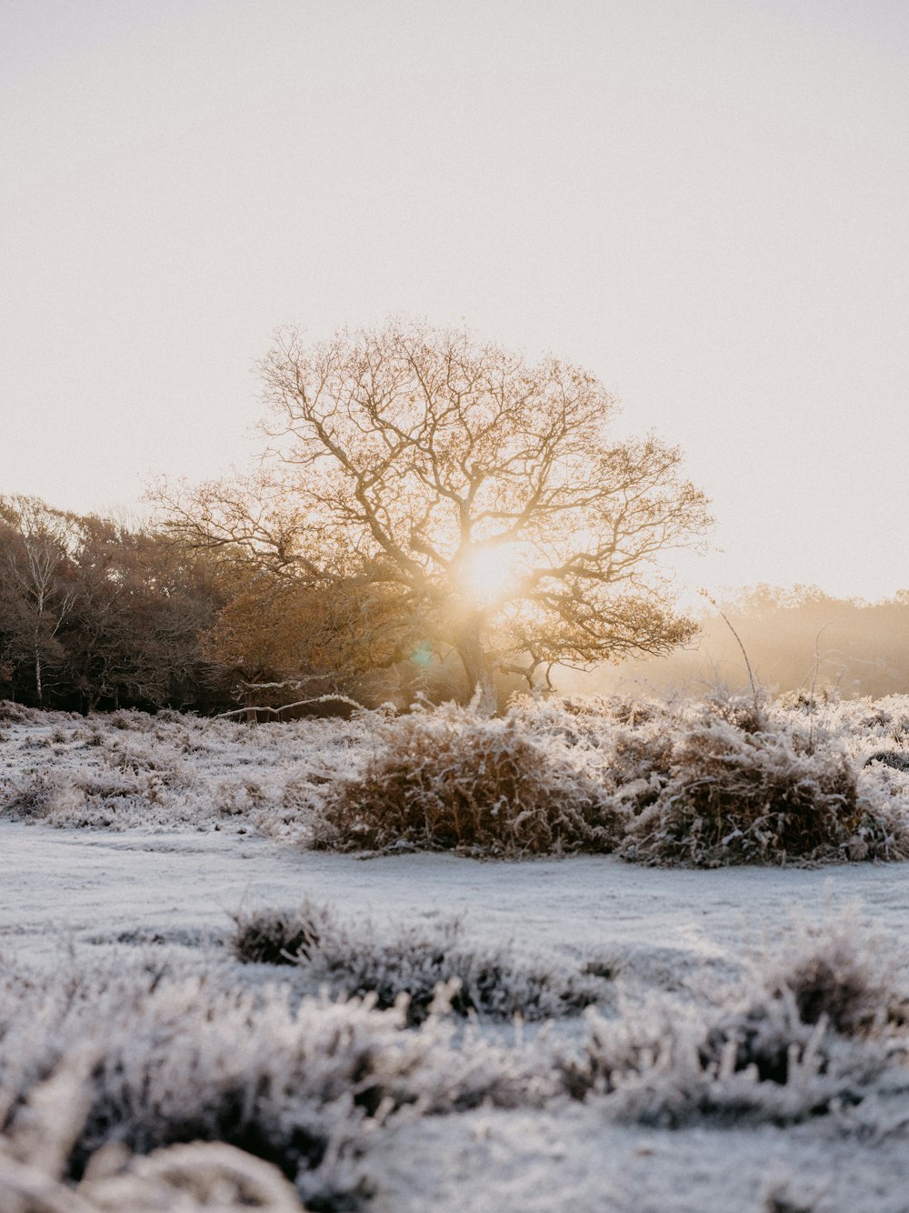 a snow covered field with a tree in the background