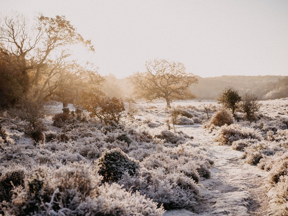 a path in the middle of a snowy field