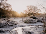 A serene winter garden landscape with frost-covered plants under soft morning light.